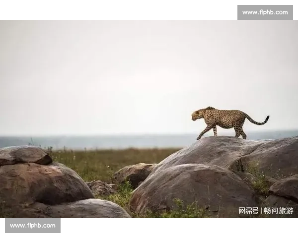 探秘坦桑尼亚:从野生动物到文化风情的独特魅力之旅